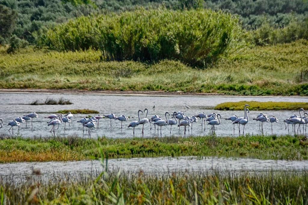 Flamingos in the shallow waters of Lake Korission